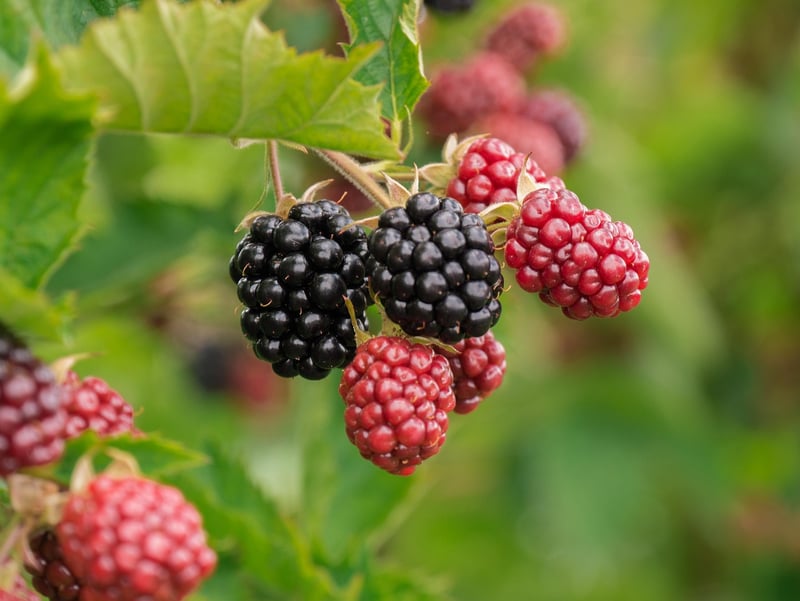 Seasonal Berries